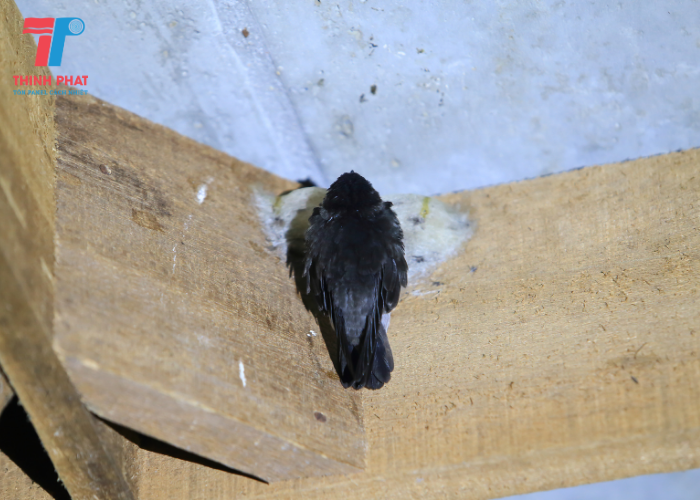 lắp ghép nhà yến từ tấm panel 2